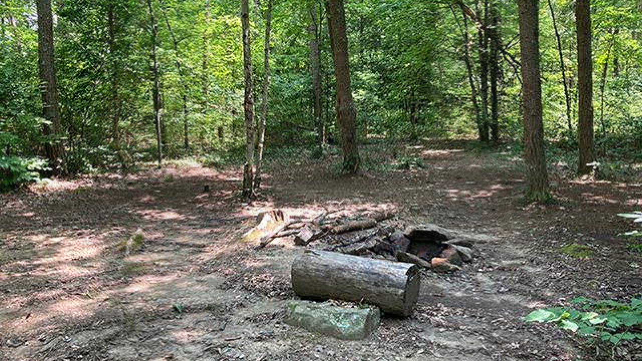 Sunny forest clearing with a fire pit and log bench.