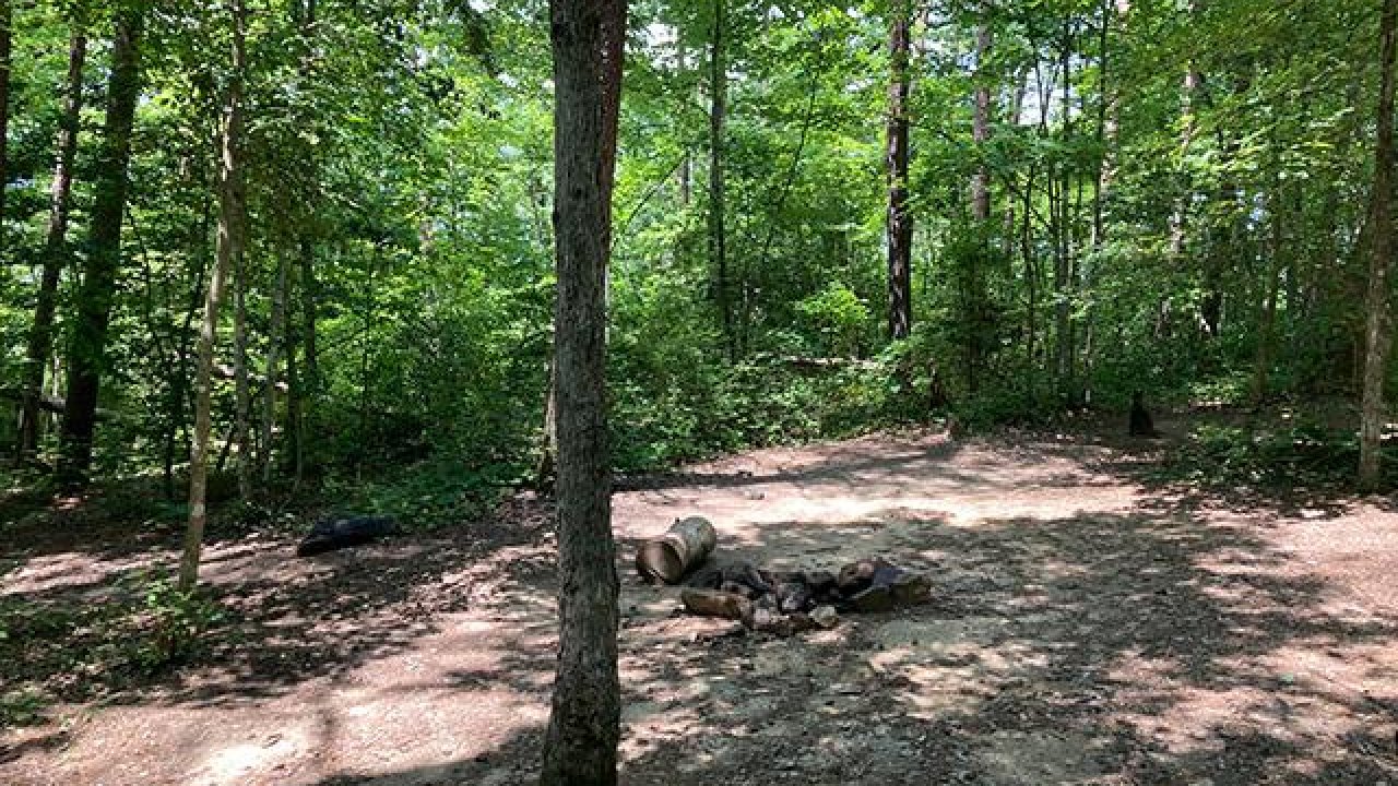Sun-dappled clearing in a dense green forest with scattered rocks and trees.
