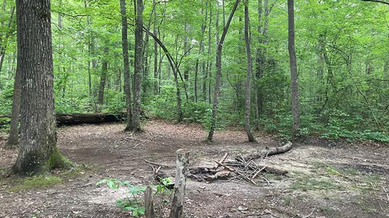 Dense forest with leafy green trees and a small clearing.