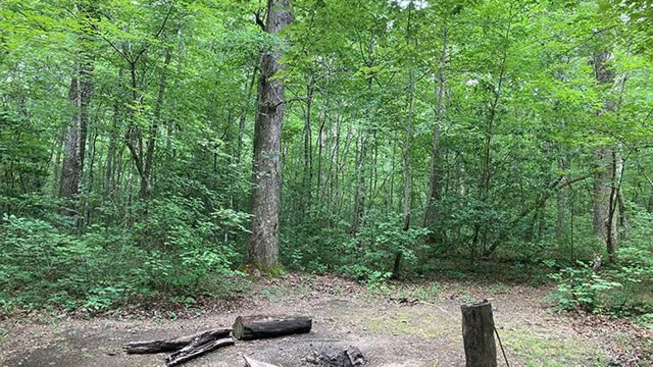 Campsite clearing in a dense green forest with a wood fire pit.