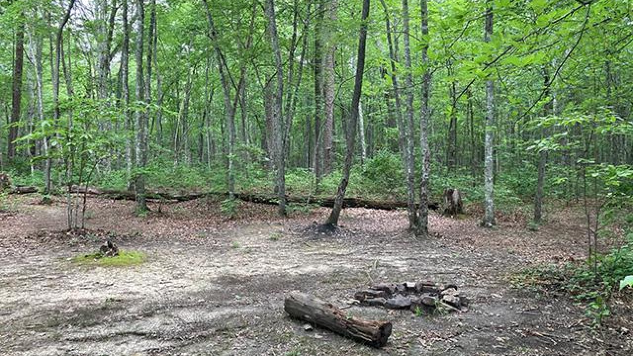 Dense green forest with a small clearing and logs on the ground.
