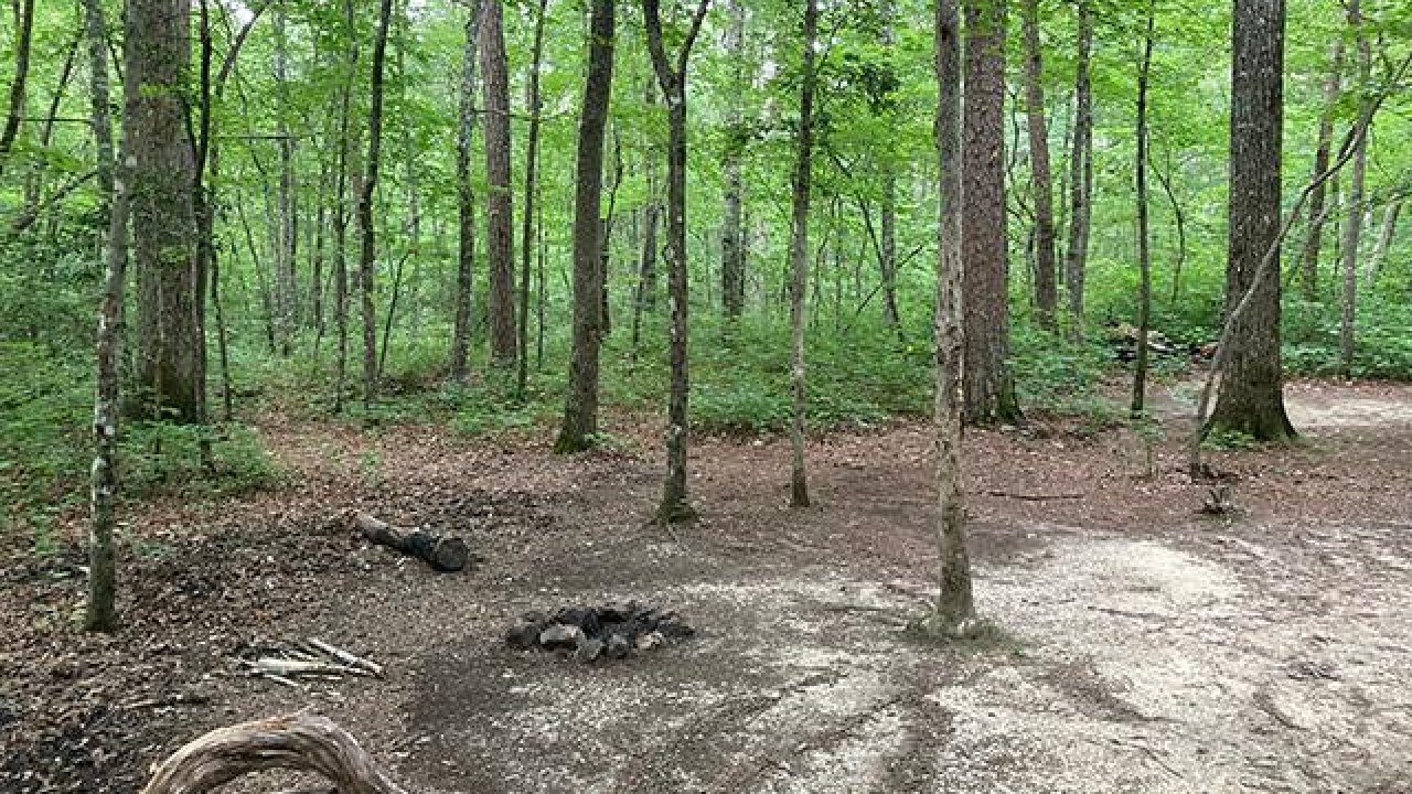 Dirt paths wind through a lush green forest with scattered logs.