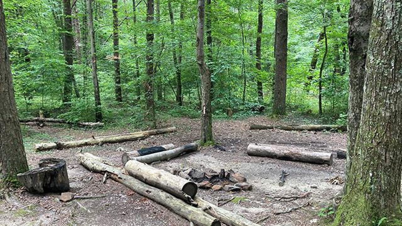 Campsite clearing in a lush green forest with scattered logs and a fire pit.