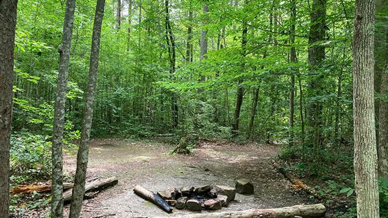 Campsite in a forest with a fire pit and logs for seating.