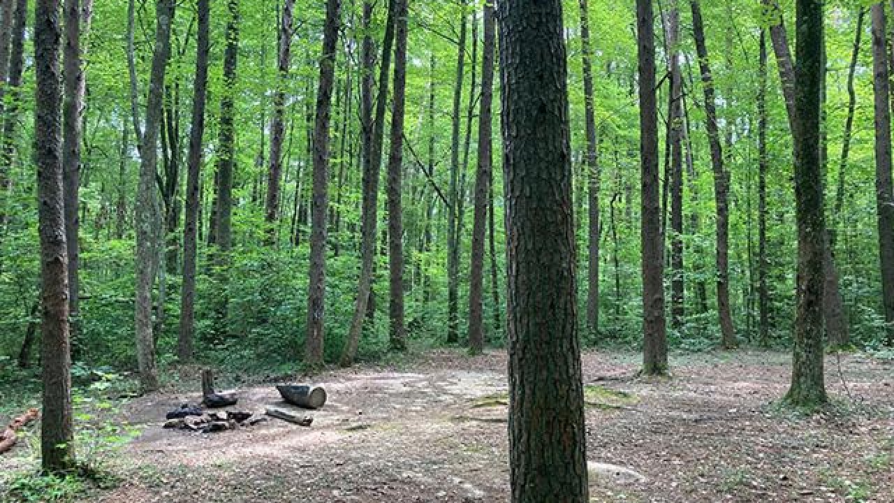 Dense green forest with a small clearing and fire pit.