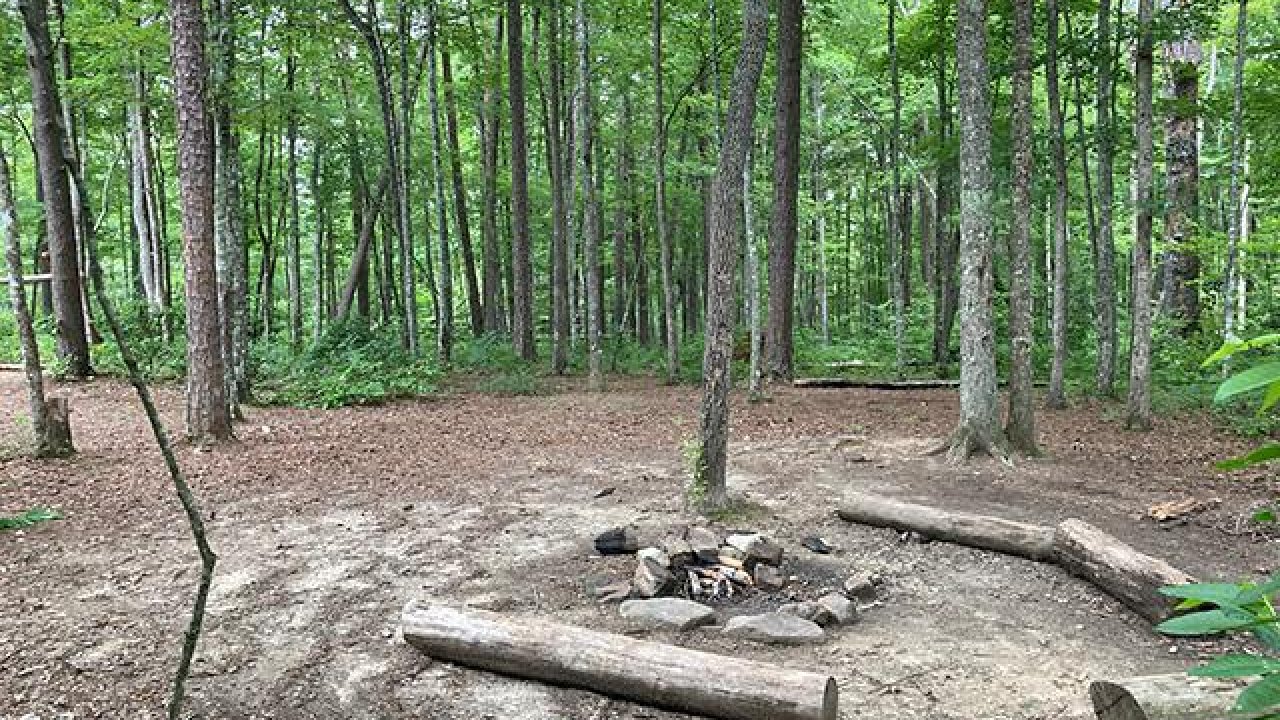 Forest campsite with a fire pit surrounded by logs in a clearing.