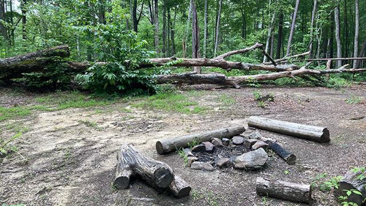 Campsite with a fire pit and logs in a lush forest.