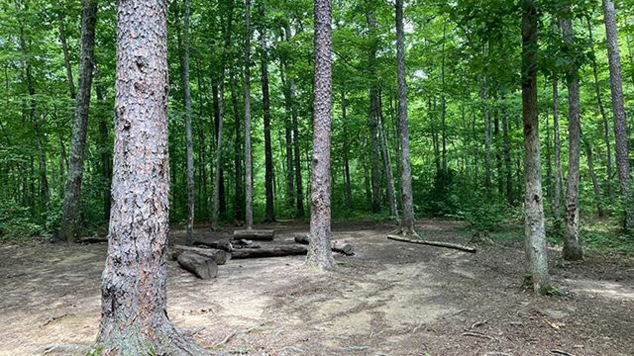 Forest clearing with trees and a circle of logs on the ground.