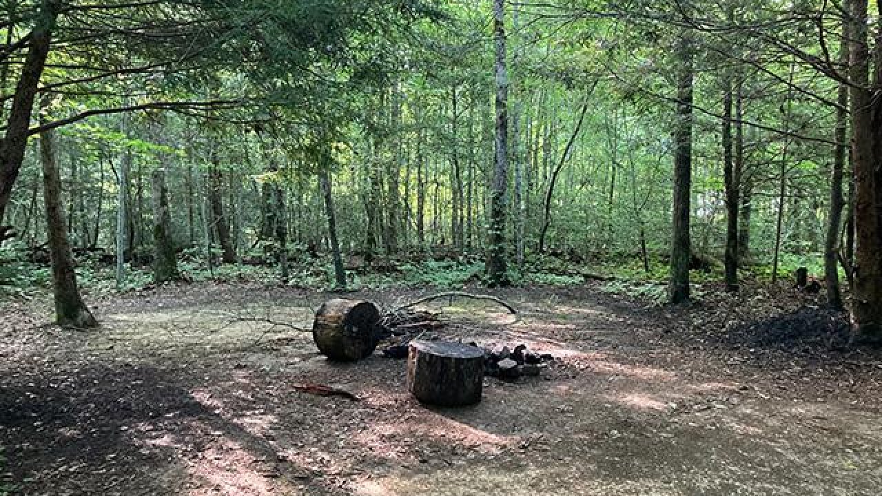 Sunlight filters through trees in a forest with a makeshift campsite.