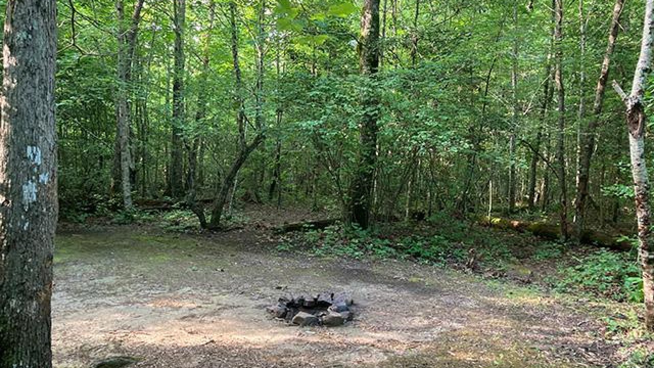 Forest clearing with a fire pit surrounded by green trees.