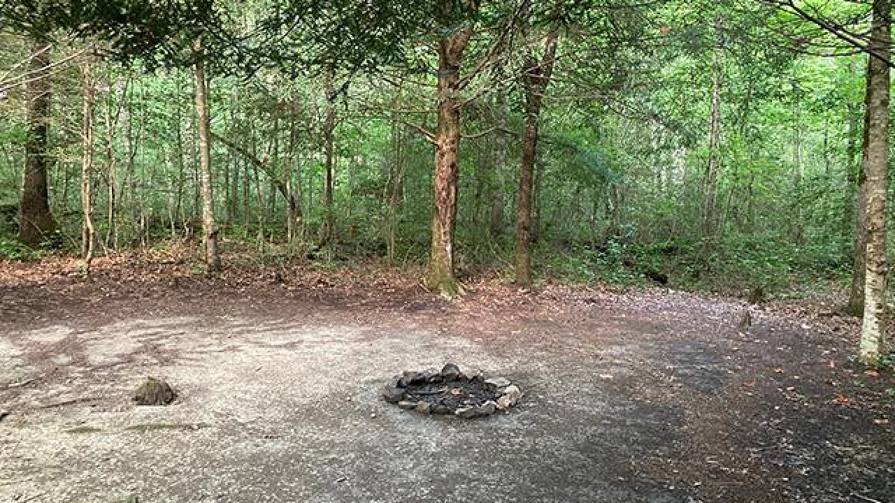 Fire pit in a clearing surrounded by lush green forest.