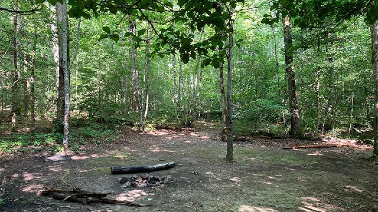 Sunlit clearing in a dense, green forest with a fallen log.