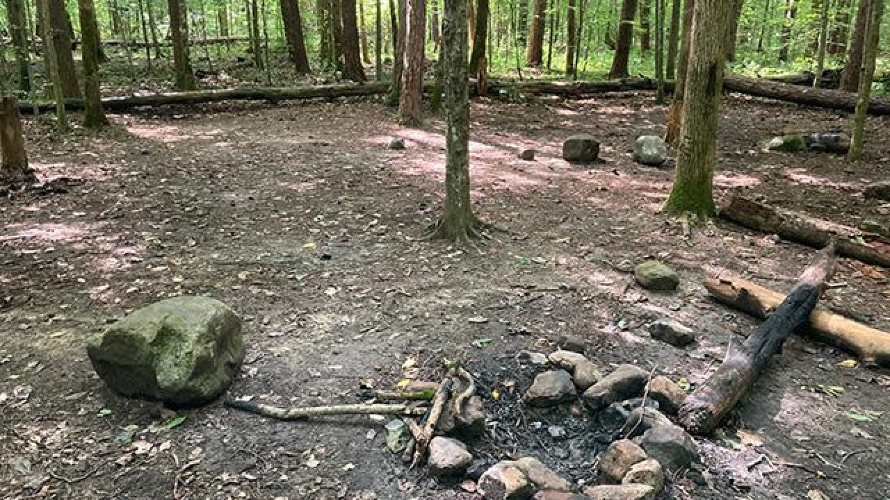 Campsite clearing in a forest with a fire pit and logs for seating.