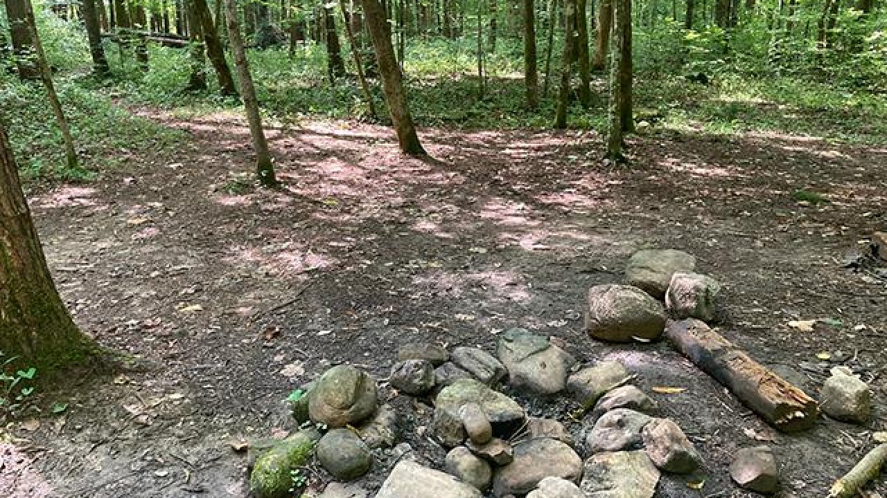Forest clearing with a circle of rocks and scattered logs.