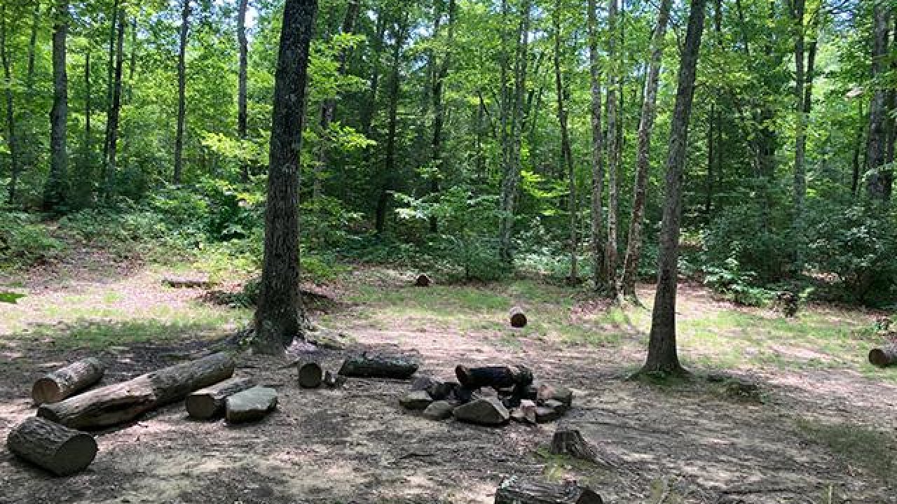 Forest clearing with logs arranged in a circle around a campfire spot.