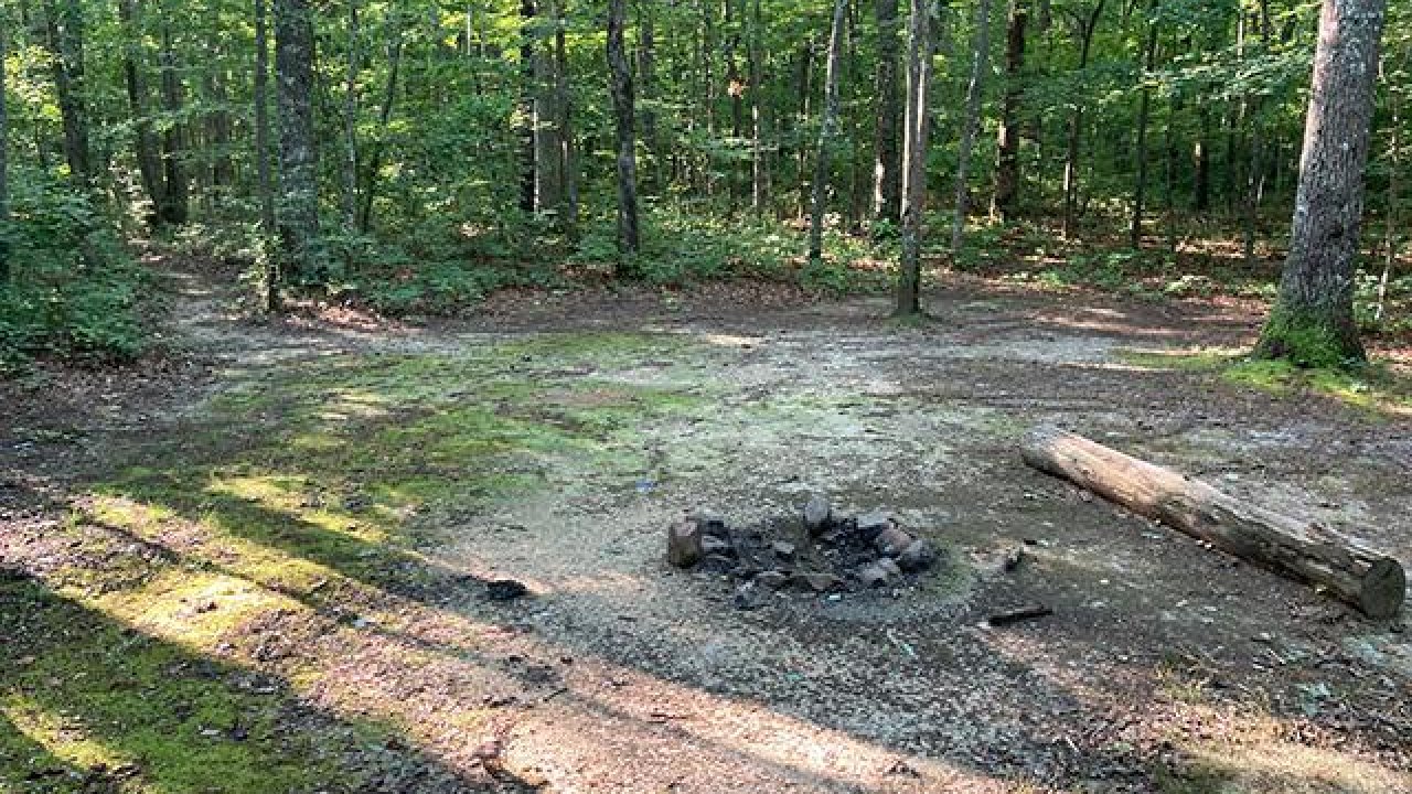 Campsite clearing in a dense green forest with a fire pit and fallen log.