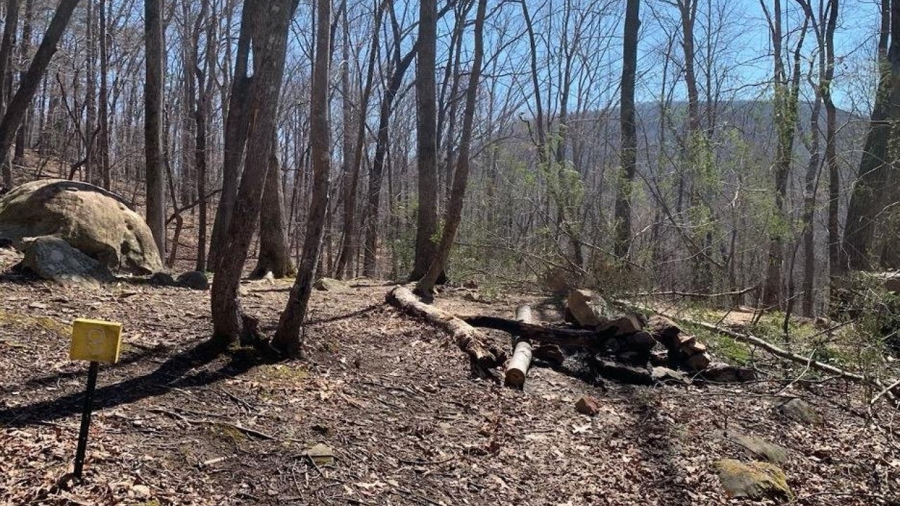 Leafless trees in a forest with a clear blue sky and distant hills.