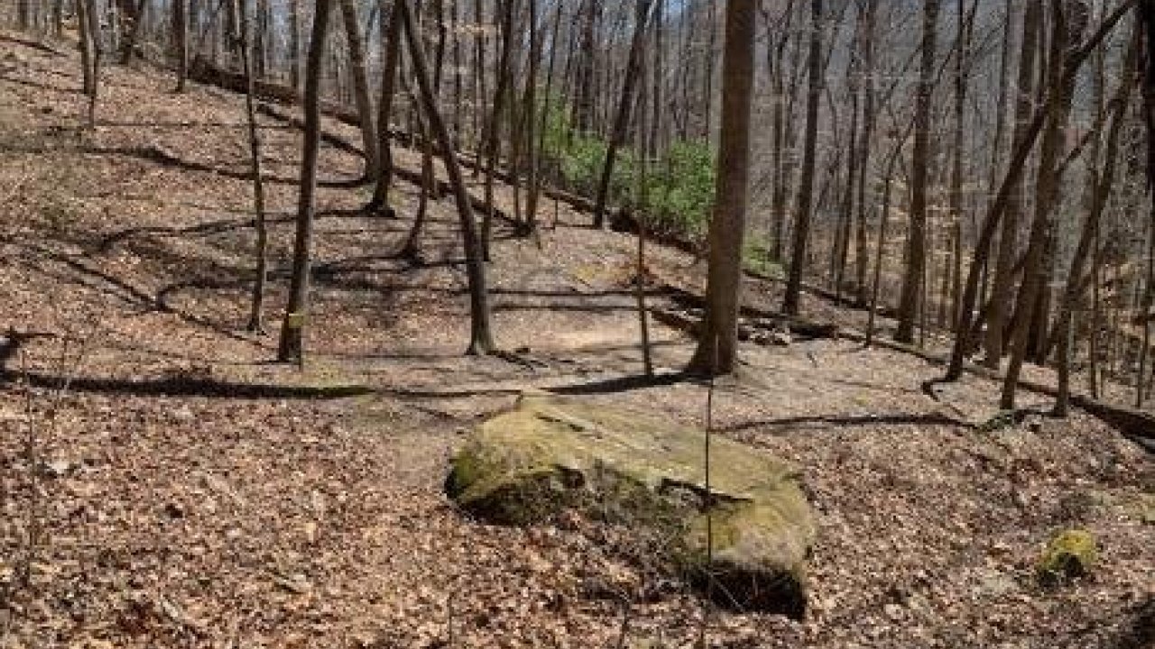 Winding trail through a leafless forest with scattered rocks and a clear sky.
