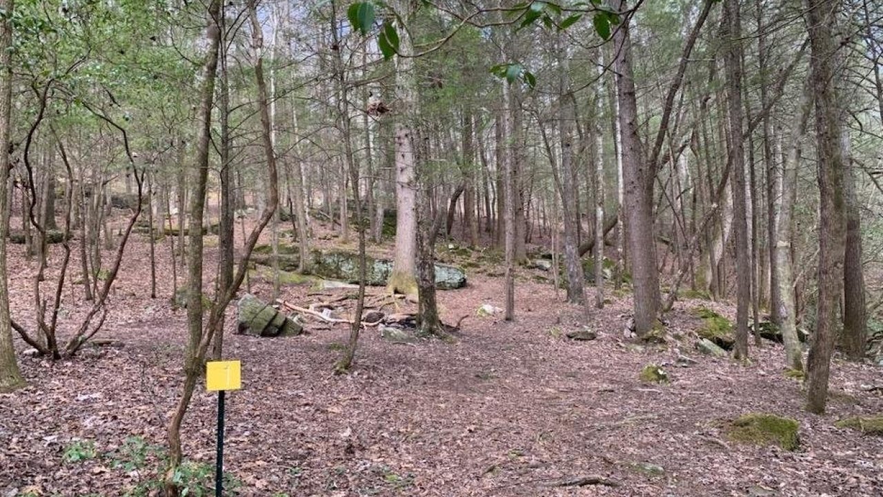 Dense woodland with leaf-covered ground and a yellow sign.