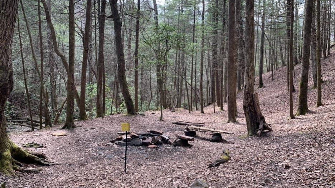 Secluded camping spot in a dense forest with a fire pit and surrounded by tall trees.