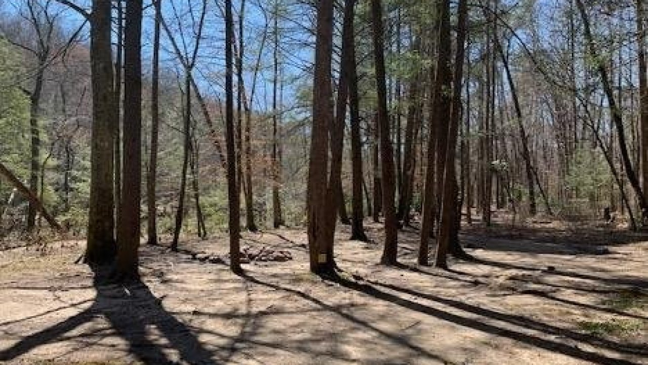 Sunny forest with long shadows and a clear blue sky.