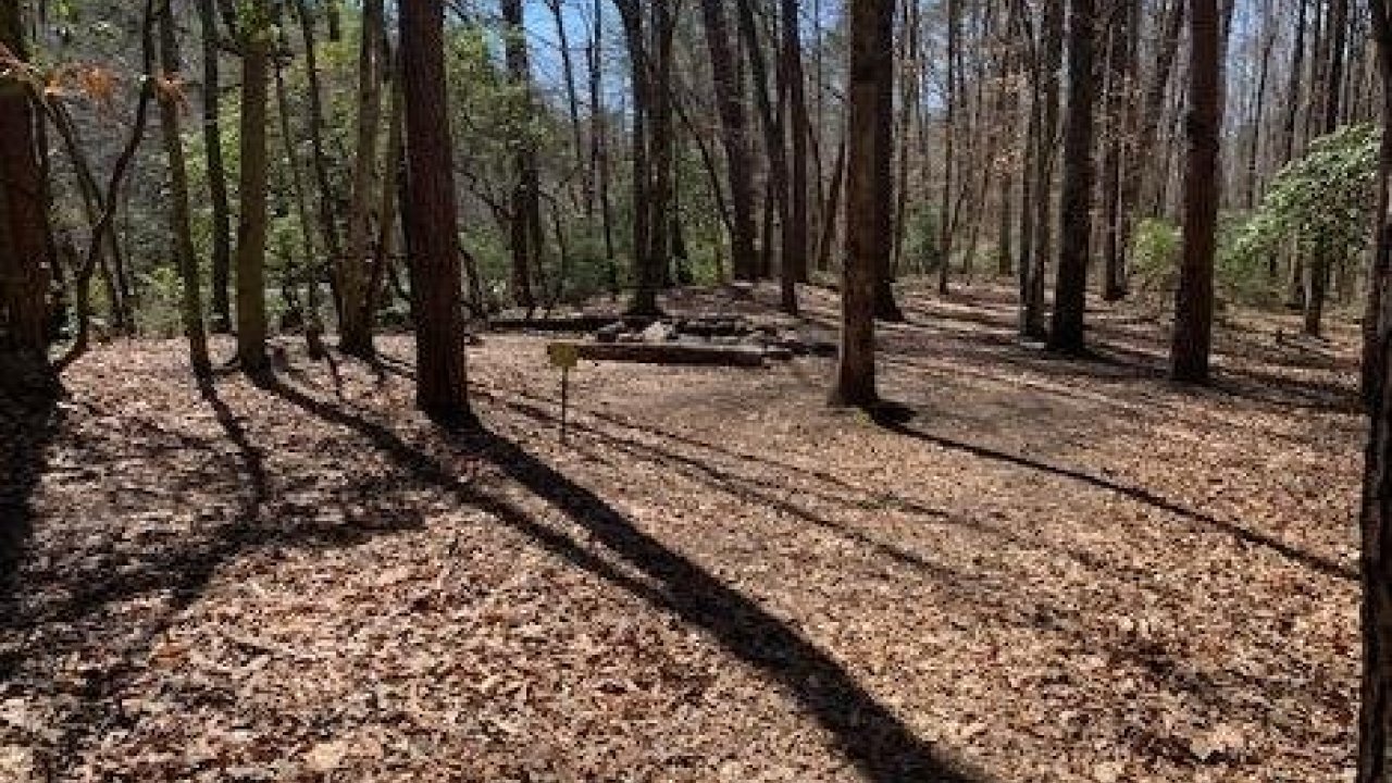 Sunlit forest floor covered with dried leaves, long shadows cast by trees.