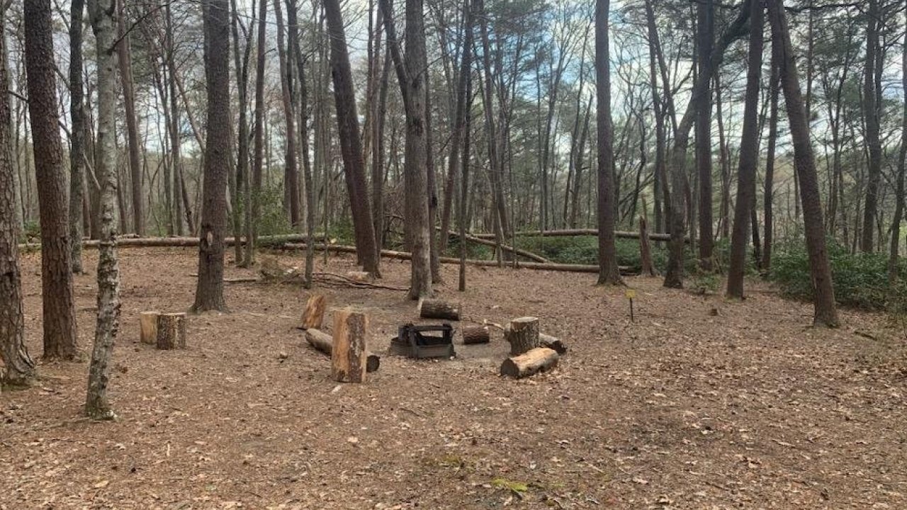 Campfire area with log seating in a wooded forest.