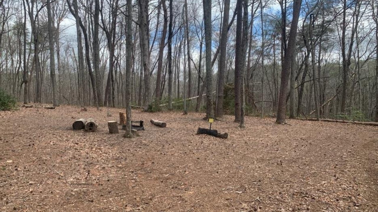Wooded area with leaf-covered ground and scattered tree stumps.