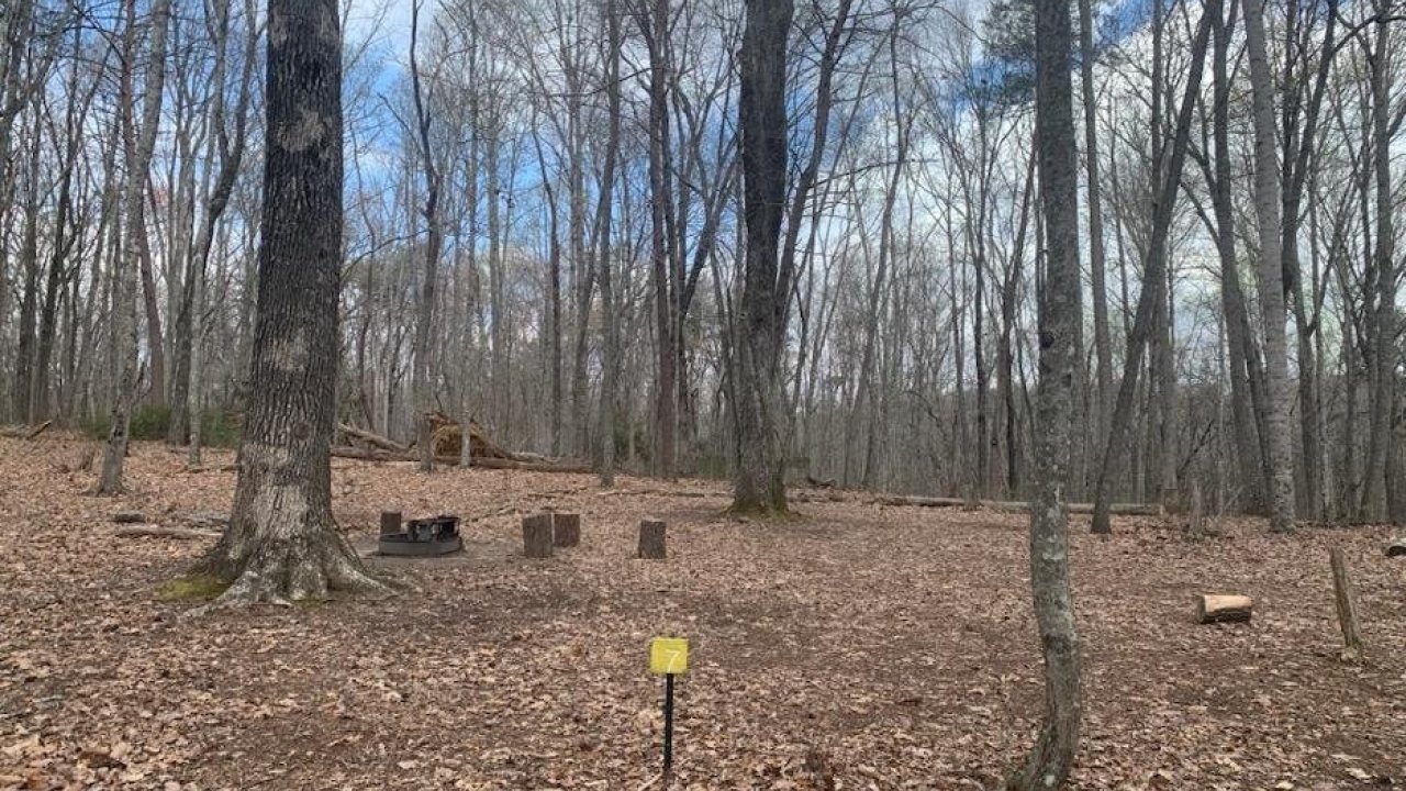 Bare trees and leaf-covered ground in a sparse winter forest with a small sign.