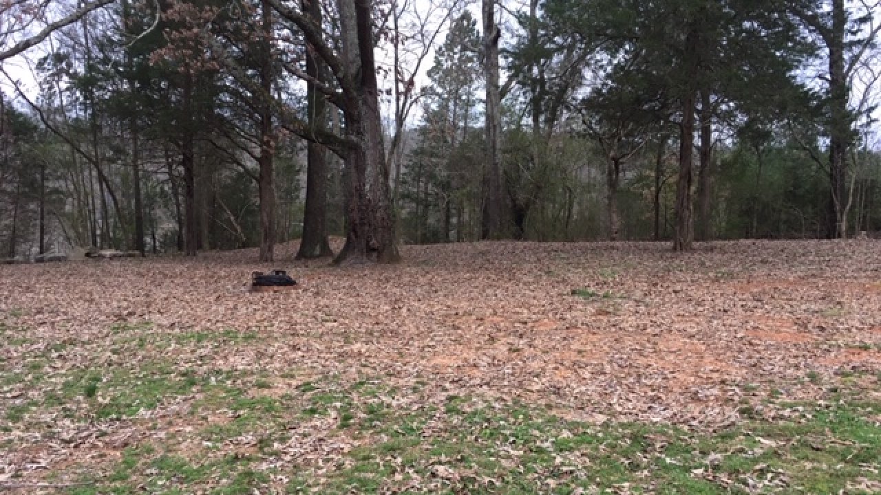 Barren forest with leaf-covered ground and scattered trees.