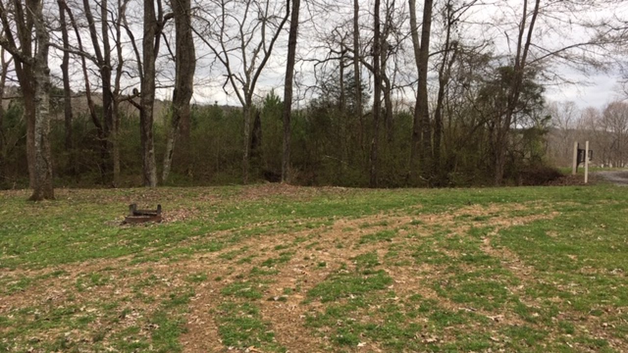 Fox running across a grassy field with bare trees in the background.