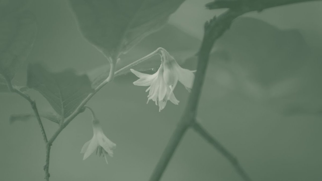 A green duotone image features a blooming branch.