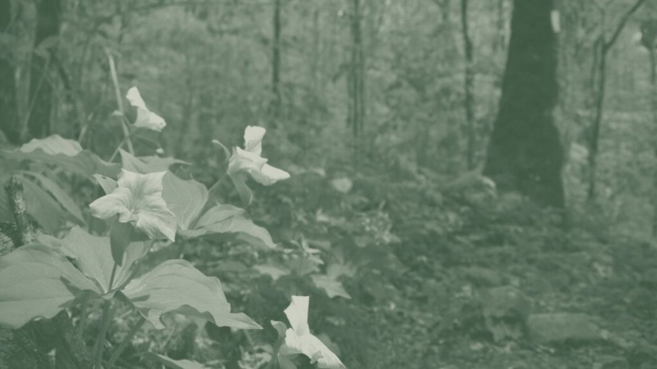 A green duotone image features wildflowers along a trail.