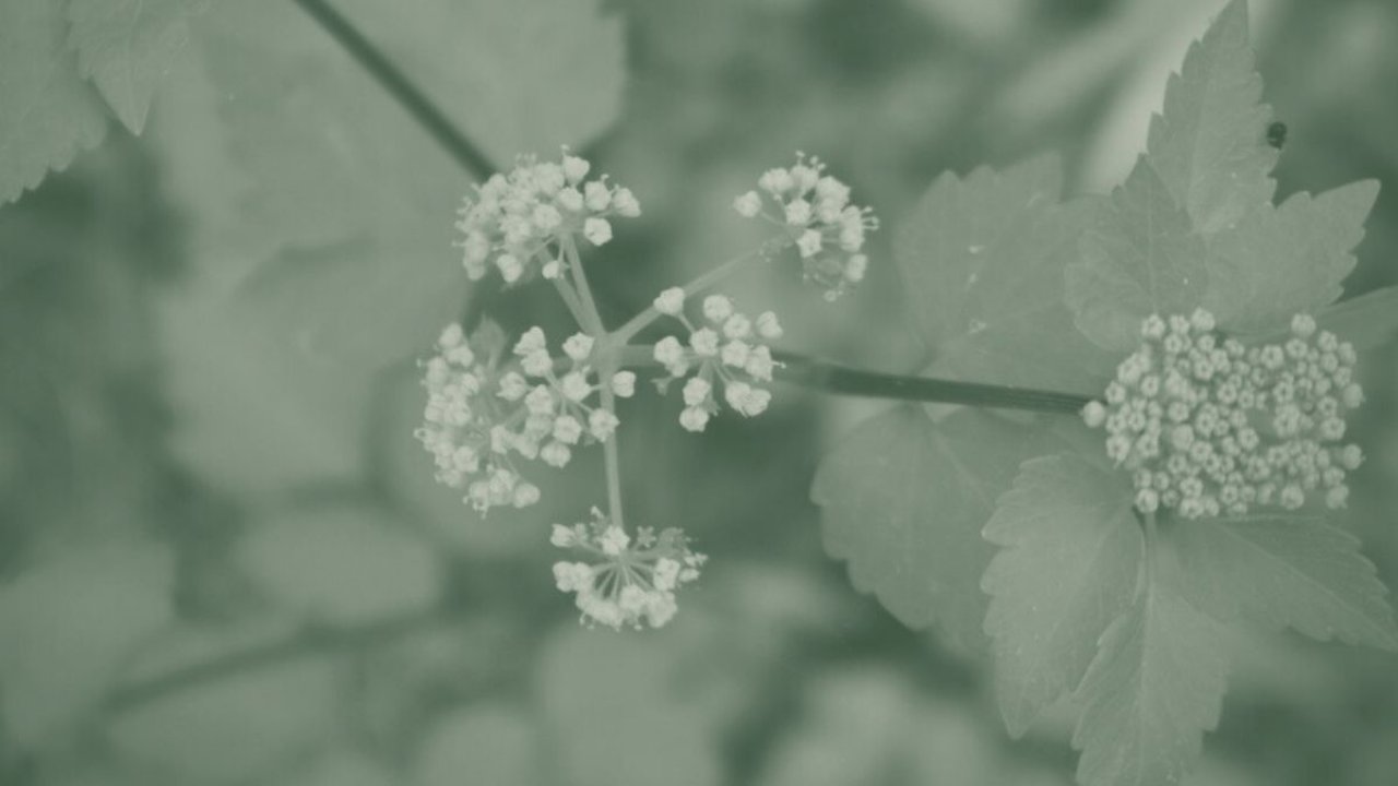 A green duotone image features blooming milkweed.