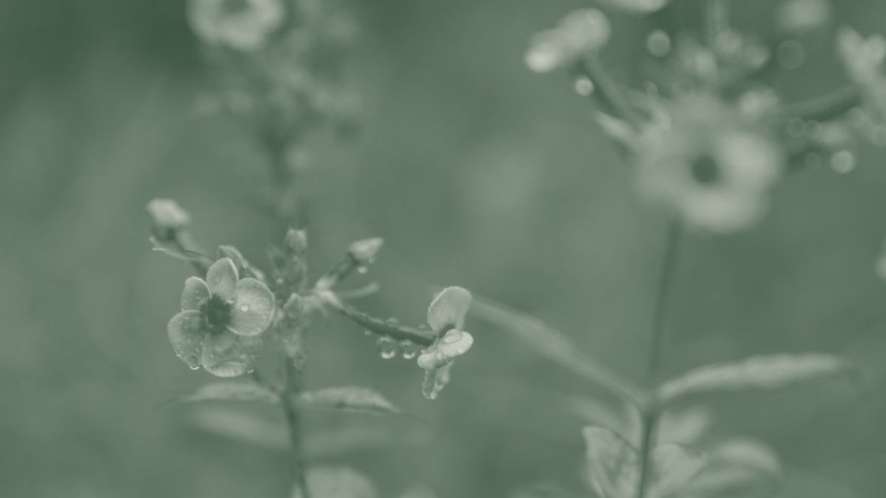 A green duotone image features blooming wildflowers.