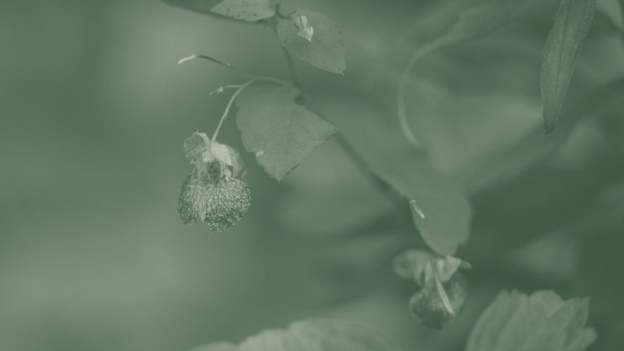 A green duotone image features blooming wildflowers.