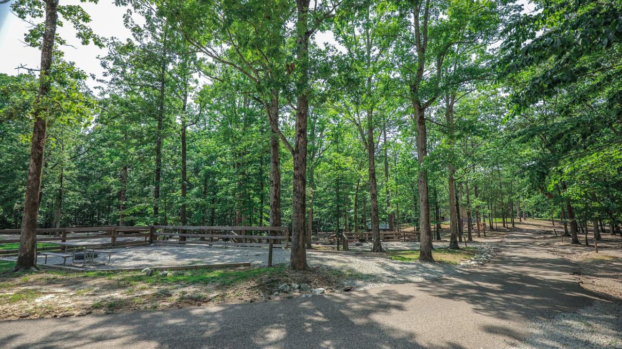 Sunlit forest with tall green trees and a clear path.
