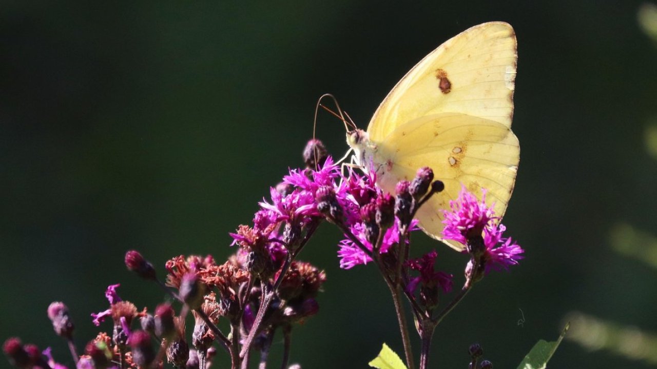 butterfly