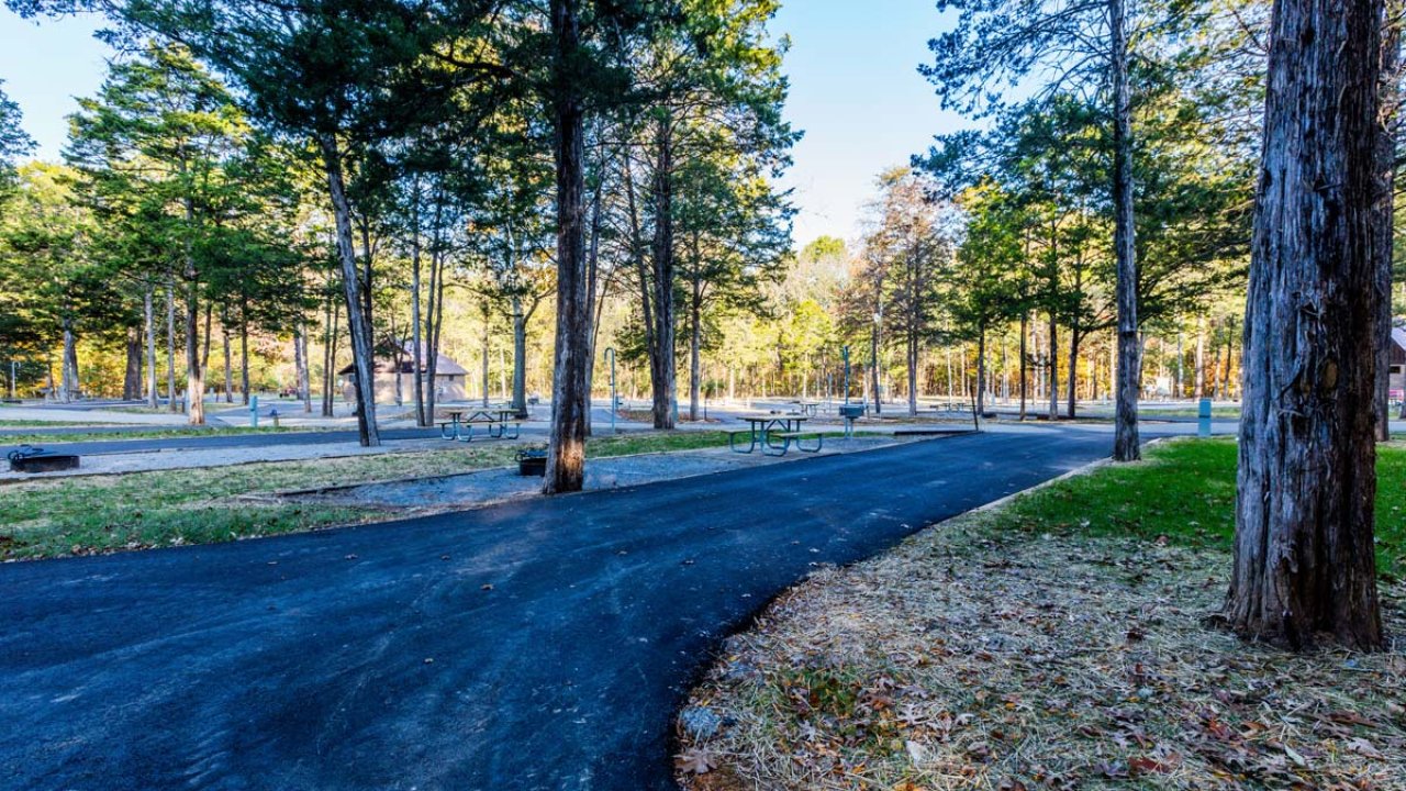 Curving path in a forest with tall pine trees and morning light.