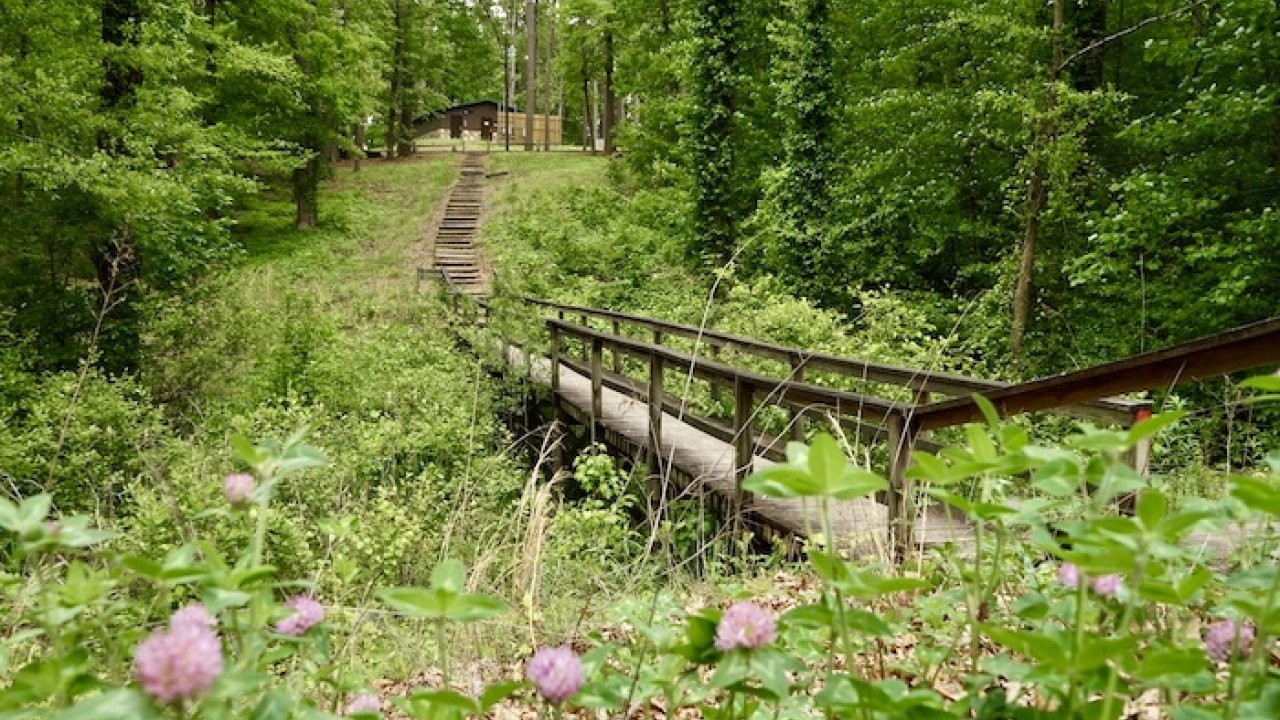 Wooden bridge over a creek in a lush, green forest with purple flowers.
