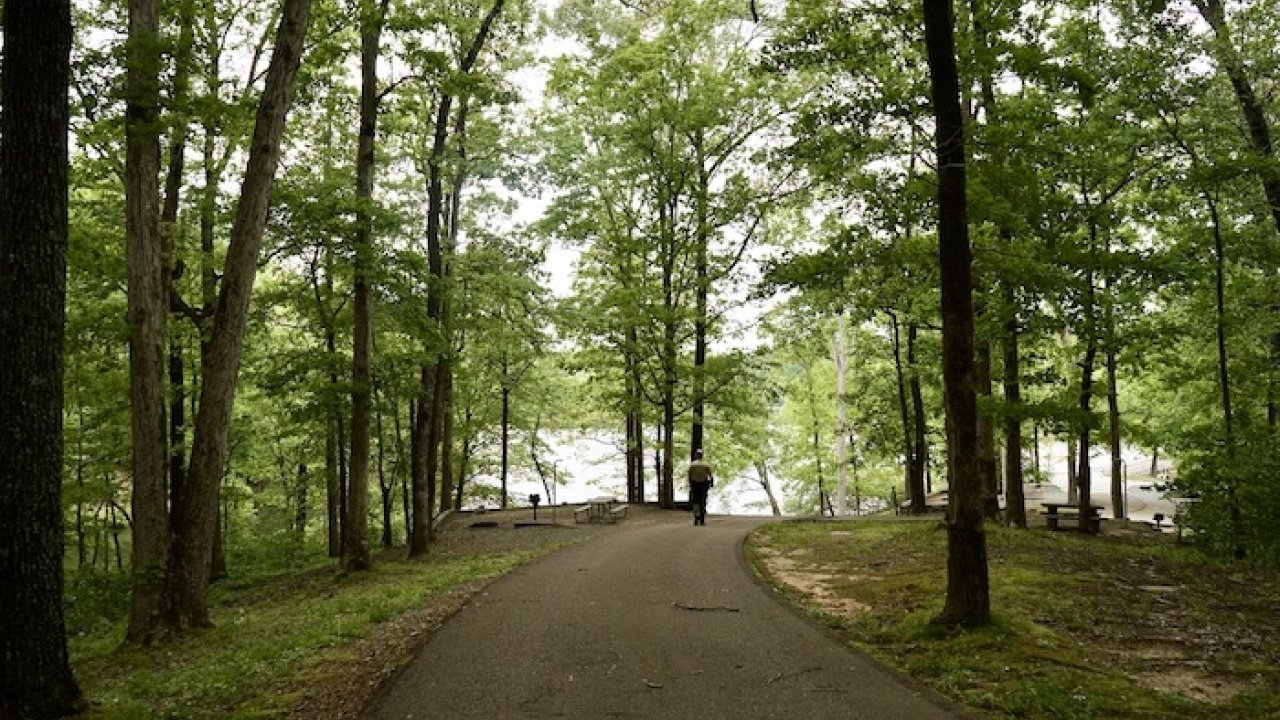Paved road winding through a lush green forest with a lake visible through the trees.