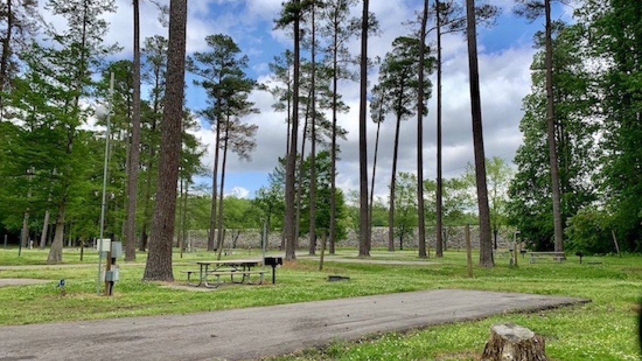 Picnic area in a park with tall pine trees and a clear blue sky.