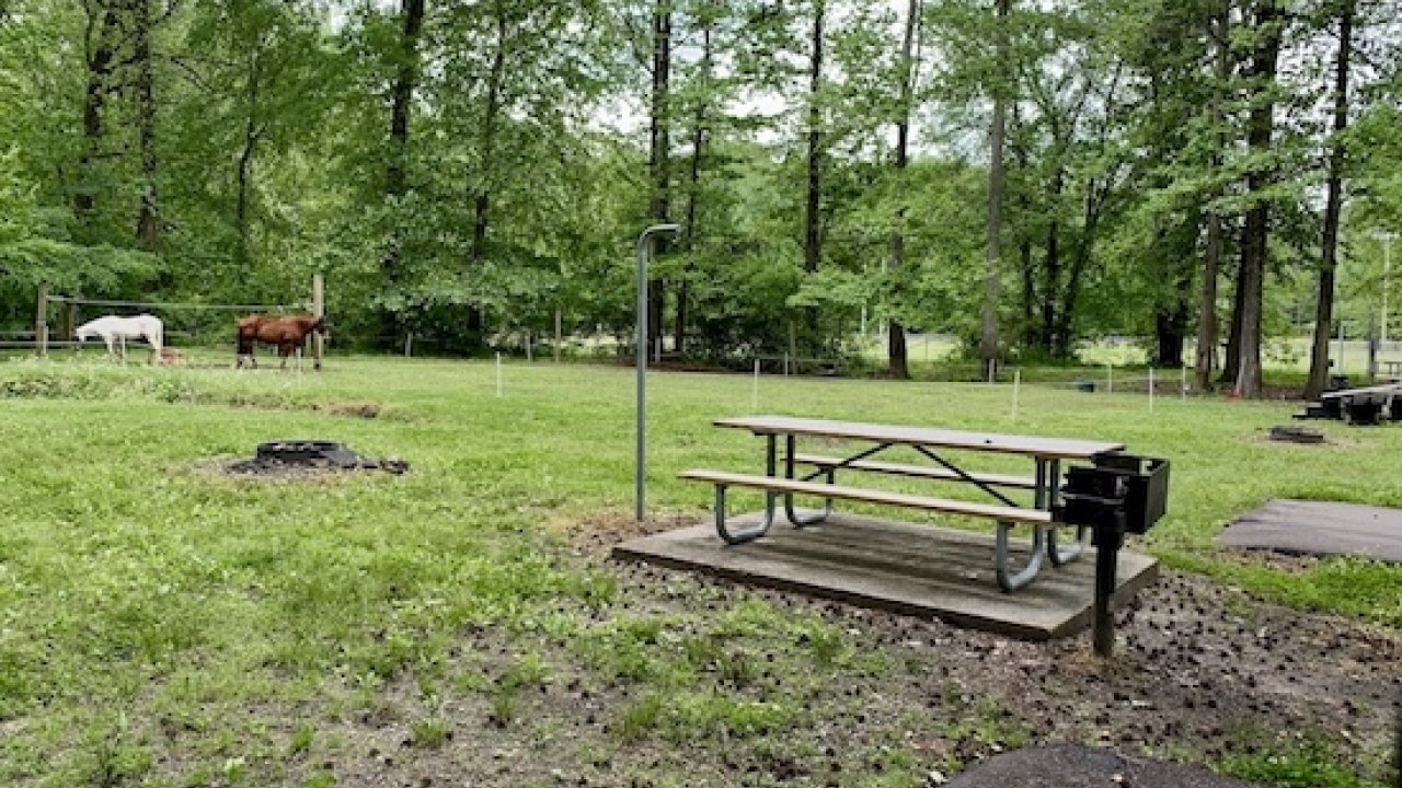 Picnic table in a lush green park with grazing horses in the background.