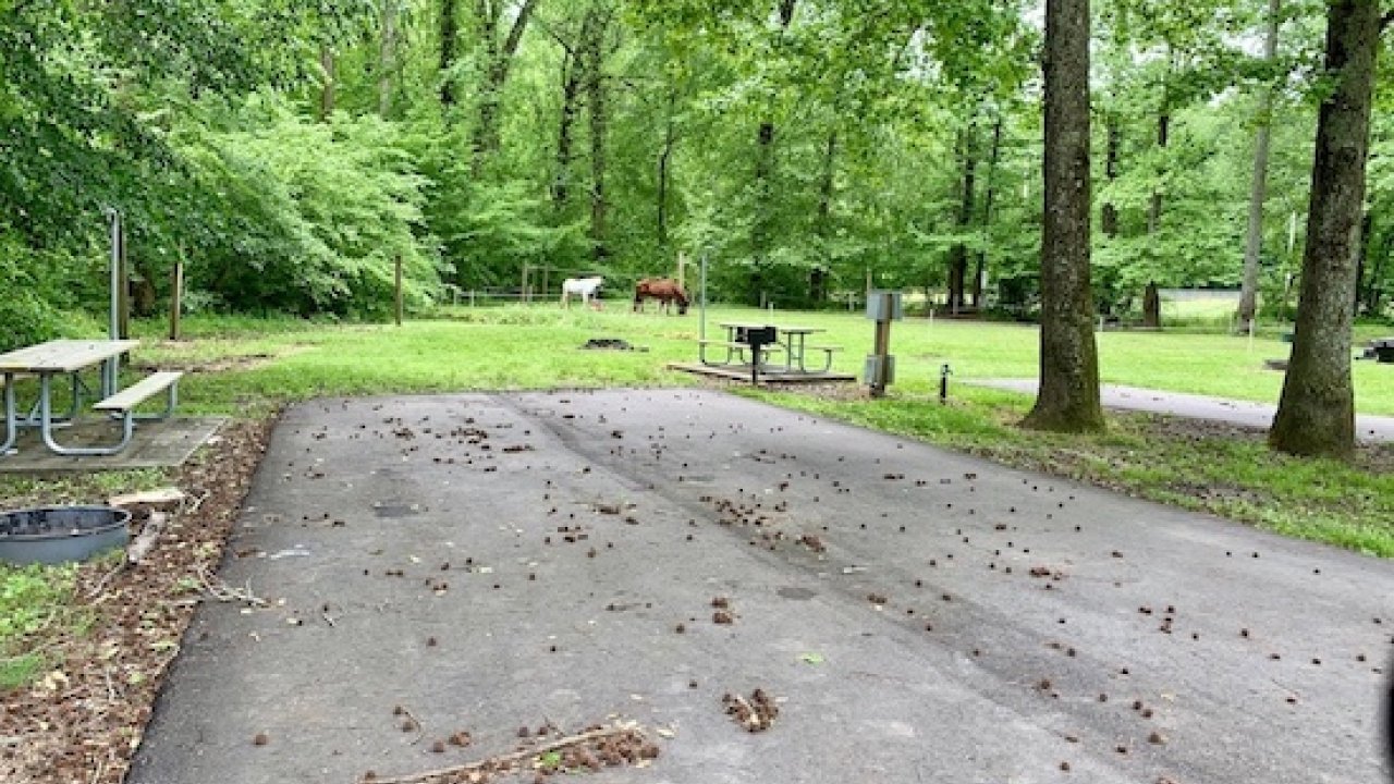 Curved asphalt path leading into a lush park with benches and tables.