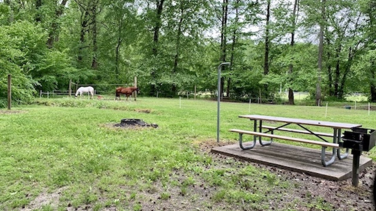Picnic table in a lush green park with horses grazing in the background.