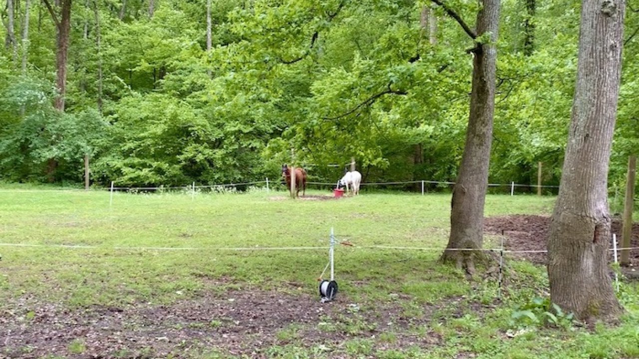 Lush green park with trees and a distant person walking a dog.