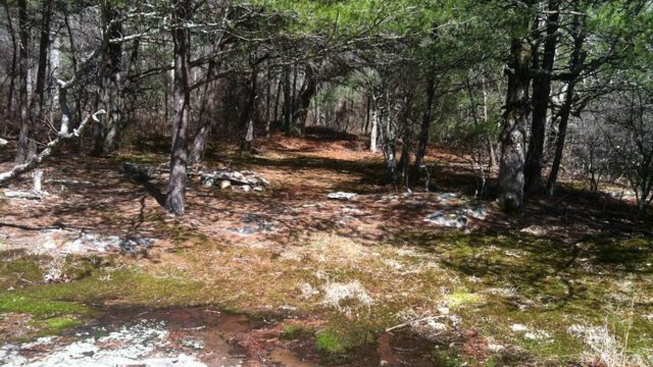 Sunlit forest with scattered snow patches and leafy trees.