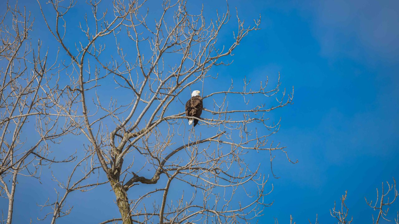 Bald eagle perched on a leafless tree against a blue sky.