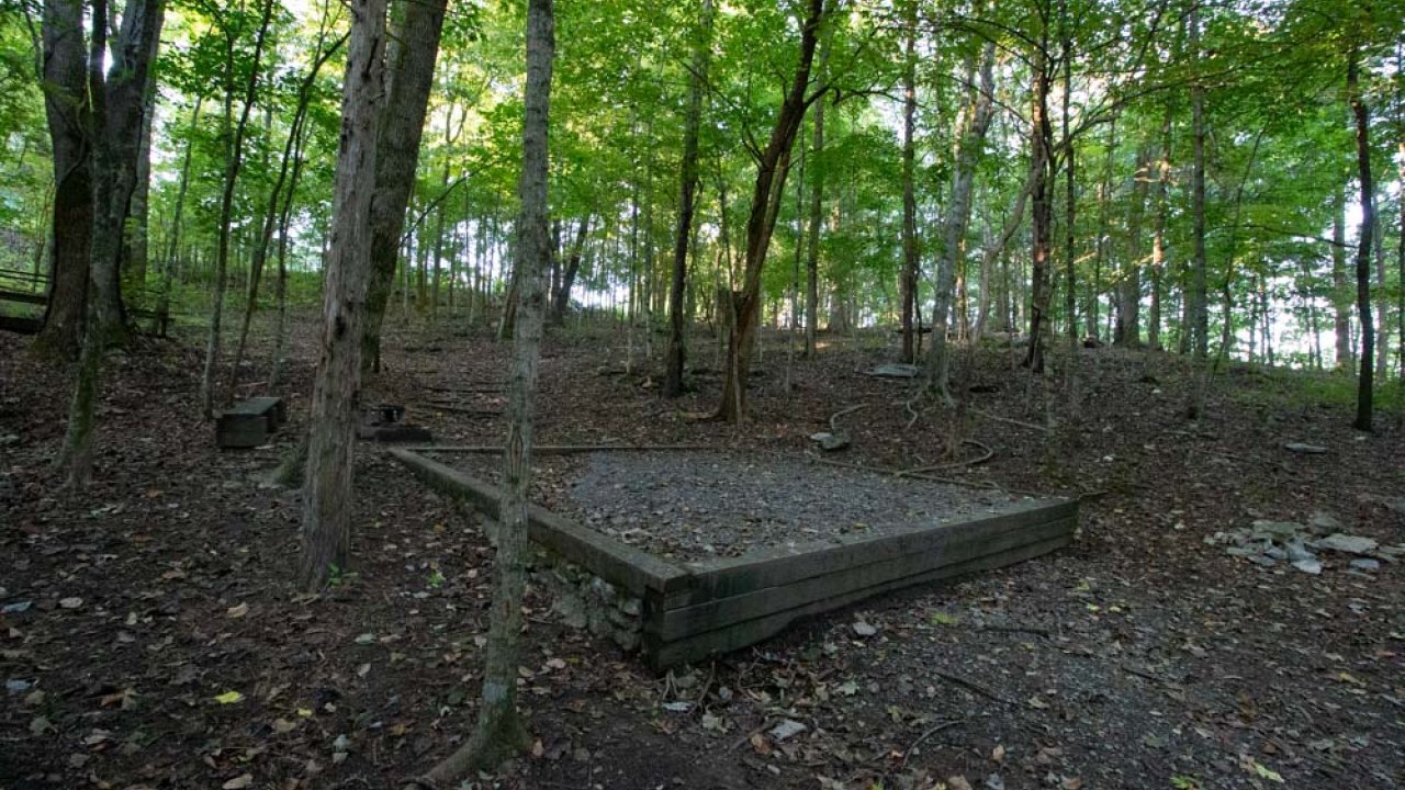 Wooden platform in a serene, densely wooded area.