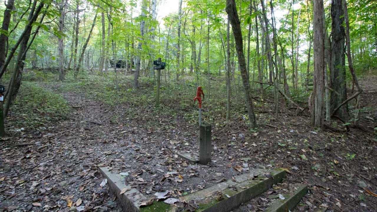 Wooded area with scattered leaves, fallen tree trunks, and a distant figure.